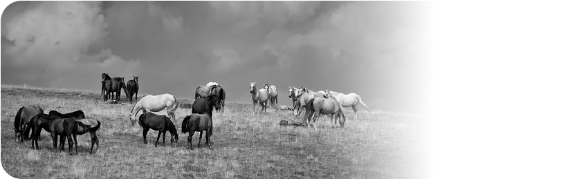 EquiFirst - expert in horse feed