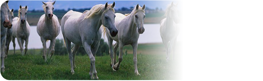 EquiFirst - ekspert w żywieniu koni