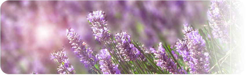 Vital Herbs naturalne preparaty ziołowe