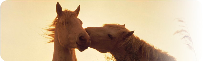 Pasze-Trociny.pl Opole